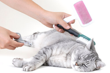 pet-grooming