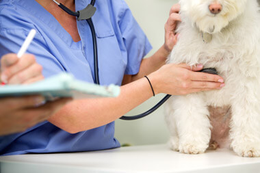 Veterinary Diagnostics: Unveiling Advanced Pet Health Solutions